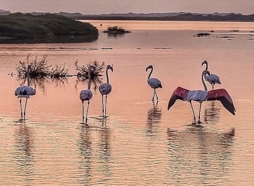 flamencos-en-un-amanecer-en-el-parque-natural-de-punta-entina-sabinal-almerimar-46599-xl